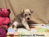 Darla's #2 Female, a female Yorkshire Terrier and Shorkie for sale in Konawa, OK – Photo 2 of 8