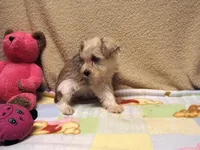 Darla's #2 Female, a female Yorkshire Terrier and Shorkie for sale in Konawa, OK – Photo 6 of 8