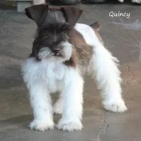 Darla's #2 Female, a female Yorkshire Terrier and Shorkie for sale in Konawa, OK – Photo 8 of 8