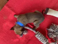 Jewels' Blue Female, a female Belgian Malinois for sale in Konawa, OK – 4 of 6