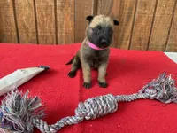 Sonja's Pink Girl, a female Dutch Shepherd for sale in Konawa, OK – 8 of 10