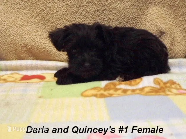 Darla's #1 Female, a female Miniature Schnauzer for sale in Konawa, OK – Photo 1 of 10