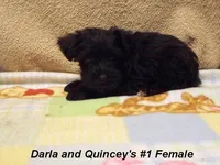 Darla's #1 Female, a female Miniature Schnauzer for sale in Konawa, OK – Photo 1 of 10