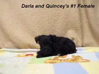 Darla's #1 Female, a female Miniature Schnauzer for sale in Konawa, OK – Photo 8 of 10