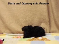 Darla's #1 Female, a female Miniature Schnauzer for sale in Konawa, OK – Photo 2 of 10