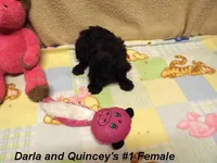 Darla's #1 Female, a female Miniature Schnauzer for sale in Konawa, OK – Photo 3 of 10