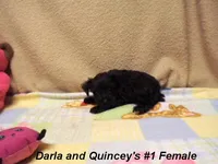 Darla's #1 Female, a female Miniature Schnauzer for sale in Konawa, OK – Photo 6 of 10