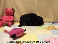 Darla's #1 Female, a female Miniature Schnauzer for sale in Konawa, OK – Photo 5 of 10