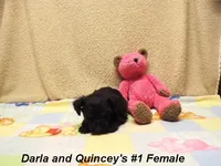 Darla's #1 Female, a female Miniature Schnauzer for sale in Konawa, OK – Photo 7 of 10