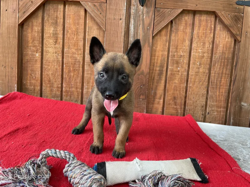 Jewels' yellow female – Belgian Malinois puppy for sale in Konawa, OK