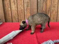 Sonja's Pink Girl, a female Dutch Shepherd for sale in Konawa, OK – 5 of 10