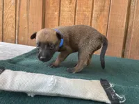 Jewels' Blue Male, a  Belgian Malinois for sale in Konawa, OK – 2 of 8