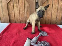 Sonja's Pink Girl, a female Dutch Shepherd for sale in Konawa, OK – 4 of 10