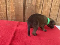 Jewels' Green Female , a female Belgian Malinois for sale in Konawa, OK – 6 of 9