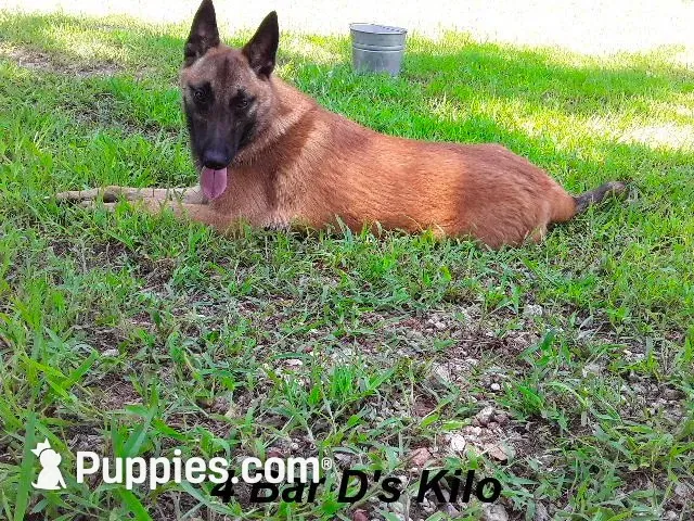 Jewels' yellow female, a female Belgian Malinois for sale in Konawa, OK – 8 of 8