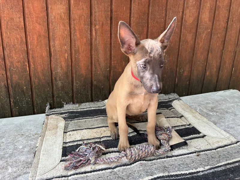 Jewels' Red Female – Belgian Malinois puppy for sale in Konawa, OK