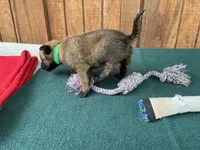Sonja's Green Male, a male Dutch Shepherd for sale in Konawa, OK – 2 of 8