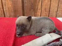 Jewels' Red Female, a female Belgian Malinois for sale in Konawa, OK – 5 of 7