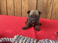 Jewels' Green Female , a female Belgian Malinois for sale in Konawa, OK – 1 of 9