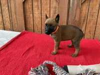 Jewels' Orange female, a female Belgian Malinois for sale in Konawa, OK – 5 of 8