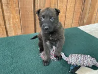 Sonja's Orange male, a male Dutch Shepherd for sale in Konawa, OK – 2 of 9