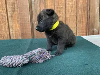 Sonja's Yellow Male, a male Dutch Shepherd for sale in Konawa, OK – 4 of 8