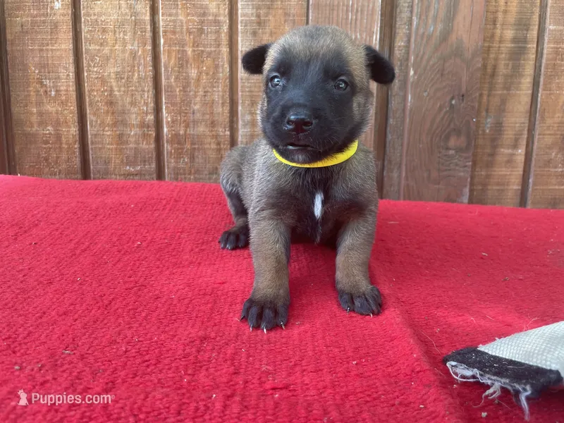 Jewels' yellow female – Belgian Malinois puppy for sale in Konawa, OK