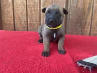 Jewels' yellow female, a female Belgian Malinois for sale in Konawa, OK – 1 of 8