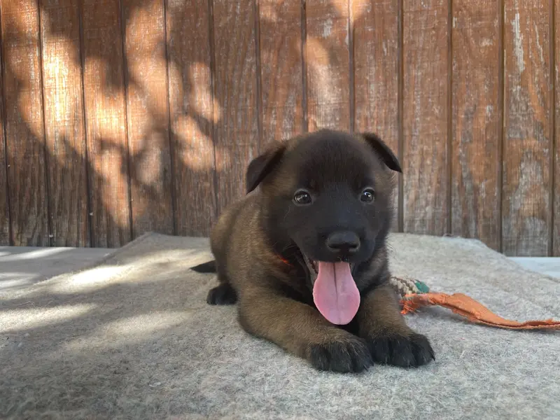 Izzey and Booger's Orange Girl