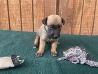 Jewels' Green male, a male Belgian Malinois for sale in Konawa, OK – 7 of 8