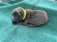 Sonja's Yellow Boy, a male Dutch Shepherd for sale in Konawa, OK – Photo 3 of 9
