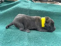 Sonja's Yellow Boy, a male Dutch Shepherd for sale in Konawa, OK – Photo 5 of 9