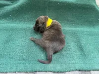 Sonja's Yellow Boy, a male Dutch Shepherd for sale in Konawa, OK – Photo 4 of 9