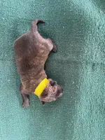 Sonja's Yellow Boy, a male Dutch Shepherd for sale in Konawa, OK – Photo 6 of 9