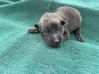 Sonja's Yellow Boy, a male Dutch Shepherd for sale in Konawa, OK – Photo 7 of 9