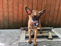 Jewels' Orange female, a female Belgian Malinois for sale in Konawa, OK – 6 of 8