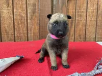 Sonja's Pink Girl, a female Dutch Shepherd for sale in Konawa, OK – 4 of 10