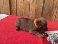 Jewels' Orange female, a female Belgian Malinois for sale in Konawa, OK – 5 of 9
