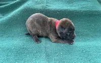 Sonja's Red Male, a female Dutch Shepherd for sale in Konawa, OK – Photo 5 of 8