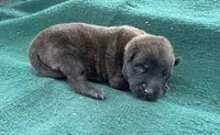 Sonja's Red Male, a female Dutch Shepherd for sale in Konawa, OK – Photo 2 of 8
