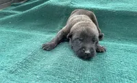 Sonja's Red Male, a female Dutch Shepherd for sale in Konawa, OK – Photo 1 of 8