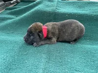 Sonja's Red Male, a female Dutch Shepherd for sale in Konawa, OK – Photo 4 of 8