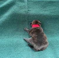 Sonja's Red Male, a female Dutch Shepherd for sale in Konawa, OK – Photo 3 of 8