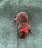 Sonja's Red Male, a female Dutch Shepherd for sale in Konawa, OK – Photo 6 of 8