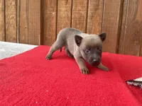Jewels' Red Female, a female Belgian Malinois for sale in Konawa, OK – 4 of 7