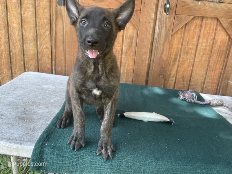 Sonja's Red Male – Dutch Shepherd puppy for sale in Konawa, OK