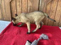 Sonja's Pink Girl, a female Dutch Shepherd for sale in Konawa, OK – 5 of 10