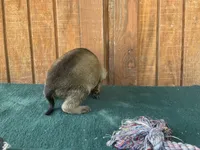 Jewels' Orange male, a male Belgian Malinois for sale in Konawa, OK – 6 of 7