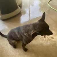 Robbie's Girl, a female Belgian Malinois and Dutch Shepherd for sale in Konawa, OK – Photo 6 of 8