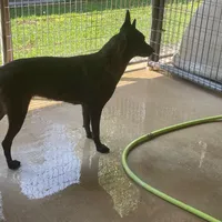 Robbie's Girl, a female Belgian Malinois and Dutch Shepherd for sale in Konawa, OK – Photo 3 of 8